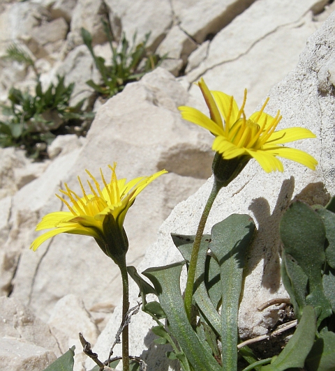 Roberta taraxacoides